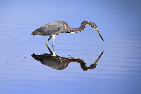 Tricoloured Heron (Egretta tricolor), adult, in the water, foraging, Merritt Island, Black Point Wildlife Drive, Florida, USA