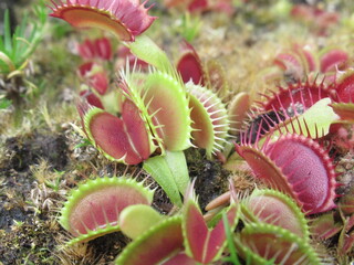 Zbliżenie na pułapki rośliny z gatunku dionaea © Kumulugma