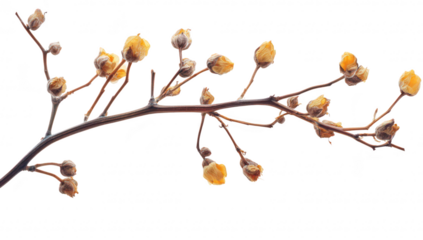 A delicate branch adorned with yellow buds against a stark white background. symbolizing the transition of seasons. ideal for nature-themed projects or botanical studies