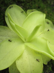 Zbliżenie na młode rozety rośliny z gatunku pinguicula © Kumulugma