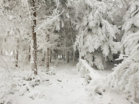 Shrubs and trees in hoarfrost, Horben, Lindenberg, Freiamt, Canton Aargau, Switzerland