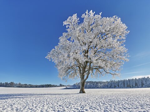 English oak (Quercus robur, synonym: Quercus pedunculata), in hoarfrost, Schlatt, M&uuml;swangen, Canton Lucerne, Switzerland