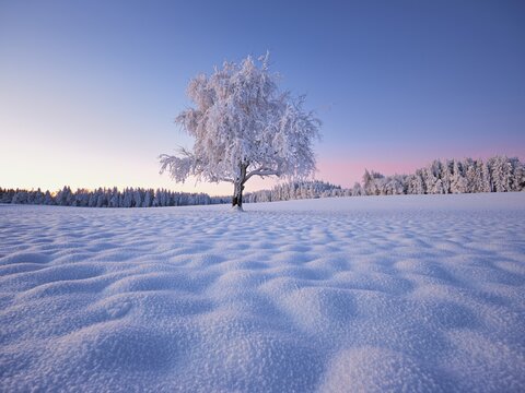Tree in hoarfrost at dusk, Grod, Lindenberg, Beinwil, Freiamt, Canton Aargau, Switzerland