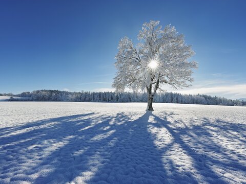 Sun shining through snow-covered English oak (Quercus robur, synonym: Quercus pedunculata), Schlatt, M&uuml;swangen, Canton Lucerne, Switzerland