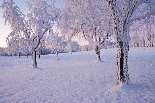 Row of trees in hoarfrost at dusk, Grod, Lindenberg, Beinwil, Freiamt, Canton Aargau, Switzerland