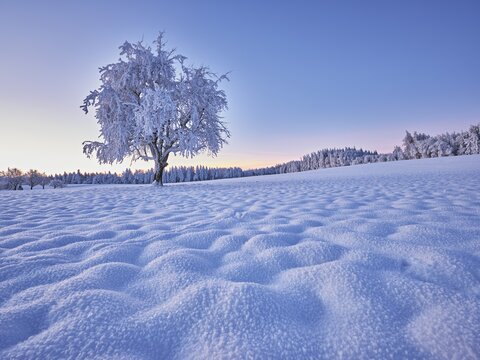 Tree in hoarfrost at dusk, Grod, Lindenberg, Beinwil, Freiamt, Canton Aargau, Switzerland