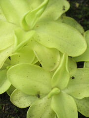 Zbliżenie na młode rozety rośliny z gatunku pinguicula © Kumulugma