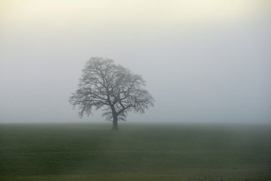 English oak (Quercus robur, Quercus petraea), in the fog, Lindenberg, Schlatt, Canton Lucerne, Switzerland