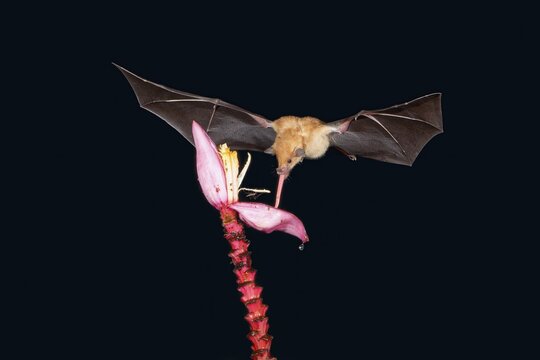 Orange nectar bat (Lonchophylla robusta) hovering and drinking the nectar from a wild red banana plant flower (Musa velutina) in the rain forest, Costa Rica