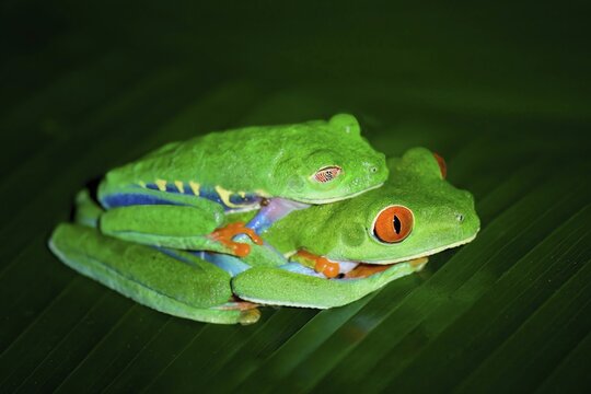 Mating Red-eyed tree frogs or red-eyed leaf frogs (Agalychnis callidryas), Costa Rica