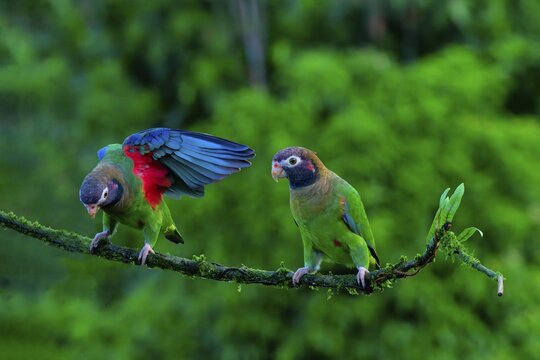 Two Brown-hooded Parrots (Pyrilia haematotis) sitting on a branch, one with open wings, Costa Rica