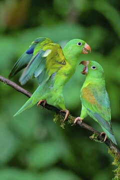 Two Orange-chinned Parakeets (Brotogeris jugularis) quarreling, Costa Rica