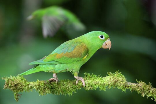 Orange-chinned Parakeet (Brotogeris jugularis) sitting on a branch, Costa Rica