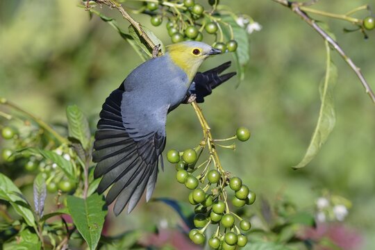 Long-tailed Silky-flycatcher, Ptiliogonys caudatus feeding on Twoleaf nightshade berries, Costa Rica