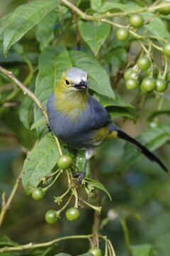 Long-tailed Silky-flycatcher, Ptiliogonys caudatus feeding on Twoleaf nightshade berries, Costa Rica