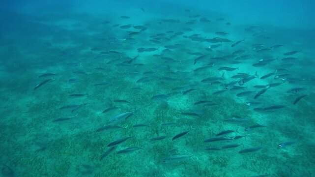 Close-up of a school of Striped Mackerel swimming with open mouths, filtering for plankton above a sandy bottom in the sunrays, slow motion