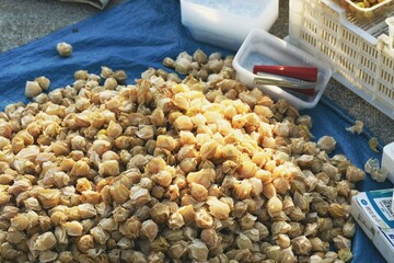 秋日森林集市：蓝莓、猕猴桃、榛子与蘑菇的丰收盛宴【Autumn Forest Market: A Bounty of Blueberries, Kiwis, Hazelnuts, and Mushrooms】