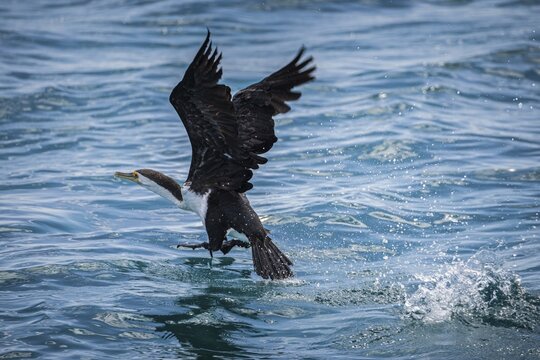 Phalacrocorax varius, also known as the magpie cormorant, starts, Monkey Mia, Shark Bay, Western Australia, Australia