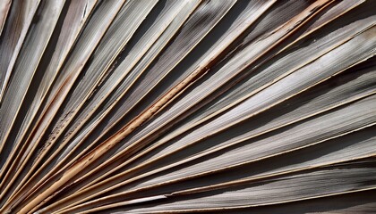 Obraz premium Close Up Of Dried Silver Palm Leaves Texture