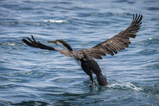 Phalacrocorax varius, also known as the magpie cormorant, starts, Monkey Mia, Shark Bay, Western Australia, Australia