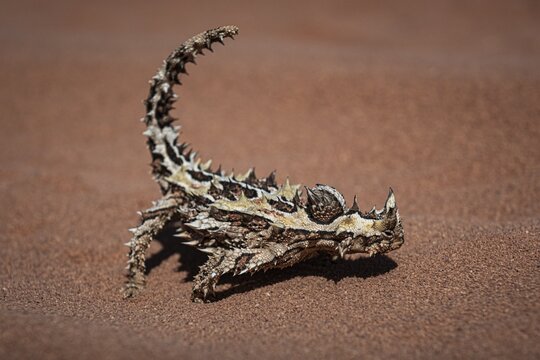 Thorny devil, or thorny devil (Moloch horridus), also Moloch, Shark Bay, Western Australia, Australia
