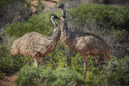 Emus (Dromaius novaehollandiae), adult, in their habitat, Kalbarri National Park, Western Australia, Australia