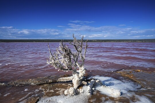 Pink Lake, Port Gregory, Western Australia, Australia