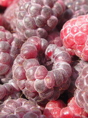 Zbliżenie na dorodne owoce maliny w wielu wariantach barwnych © Kumulugma