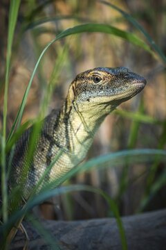 Mertens' monitor lizard (Varanus mertensi), Litchfield National Park, Northern Territory, Australia