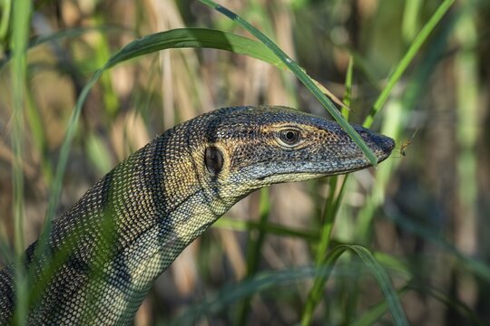 Mertens' monitor lizard (Varanus mertensi), Litchfield National Park, Northern Territory, Australia