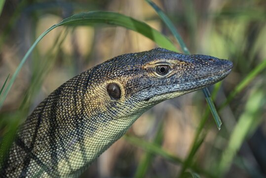 Mertens' monitor lizard (Varanus mertensi), Litchfield National Park, Northern Territory, Australia