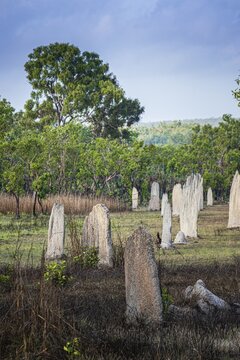 Construction of compass termites (Amitermes meridionalis), Litchfield National Park, Northern Territory, Australia