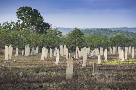 Construction of compass termites (Amitermes meridionalis), Litchfield National Park, Northern Territory, Australia