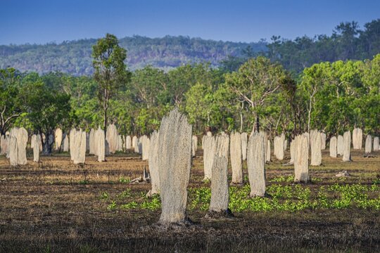 Construction of compass termites (Amitermes meridionalis), Litchfield National Park, Northern Territory, Australia