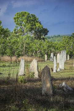 Construction of compass termites (Amitermes meridionalis), Litchfield National Park, Northern Territory, Australia