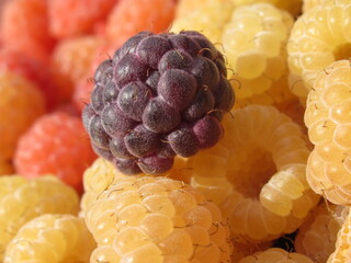 Zbliżenie na dorodne owoce maliny w wielu wariantach barwnych © Kumulugma