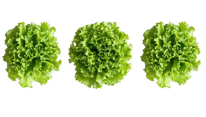 Obraz premium Three fresh. heads of green lettuce arranged symmetrically on a clean white background. their crisp leaves and natural texture. ideal for culinary or health-related use