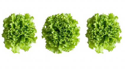 Three fresh. heads of green lettuce arranged symmetrically on a clean white background. their crisp leaves and natural texture. ideal for culinary or health-related use