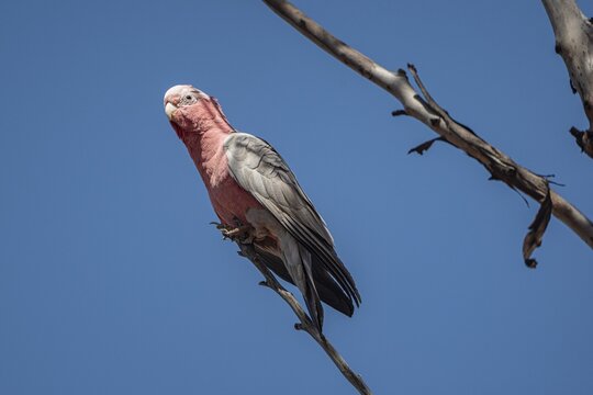 Galah or pink cockatoo (Cacatua roseicapilla or Cacatua elophus), Western Australia, Australia