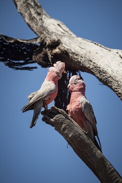 Galahs or pink cockatoos (Cacatua roseicapilla or Cacatua elophus) mating, Western Australia, Australia
