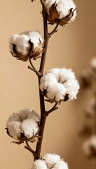 Harvesting cotton plants agricultural field nature photography rural environment close-up view sustainable practices