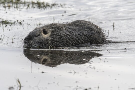 Nutria (Myocastor coypus), Emsland, Lower Saxony, Germany