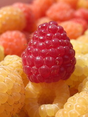 Zbliżenie na dorodne owoce maliny w wielu wariantach barwnych © Kumulugma