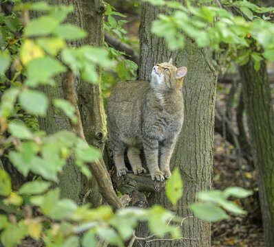 European wildcat or forest cat (Felis silvestris) in the wildcat enclosure at the Thayatal National Park House, Hardegg, Lower Austria, Austria