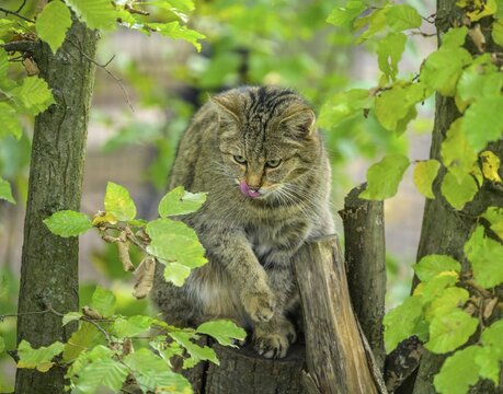 European wildcat or forest cat (Felis silvestris) in the wildcat enclosure at the Thayatal National Park House, Hardegg, Lower Austria, Austria