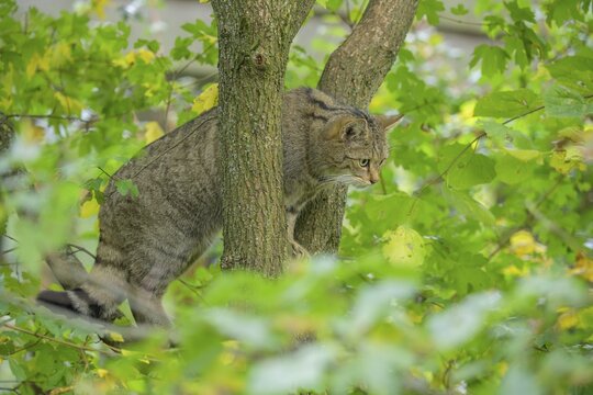 European wildcat or forest cat (Felis silvestris) in the wildcat enclosure at the Thayatal National Park House, Hardegg, Lower Austria, Austria