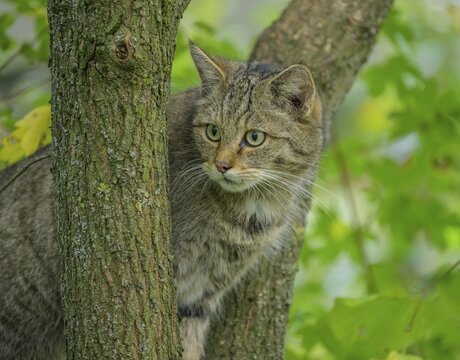 European wildcat or forest cat (Felis silvestris) in the wildcat enclosure at the Thayatal National Park House, Hardegg, Lower Austria, Austria