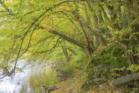 Autumn forest and path along the Thaya river, Hardegg, Lower Austria, Austria