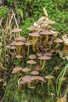 Mushrooms on a tree trunk in the Thayatal, Hardegg, Lower Austria, Austria