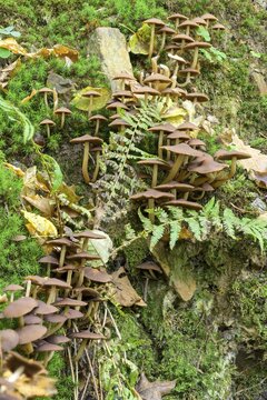 Mushrooms on a tree trunk in the Thayatal, Hardegg, Lower Austria, Austria